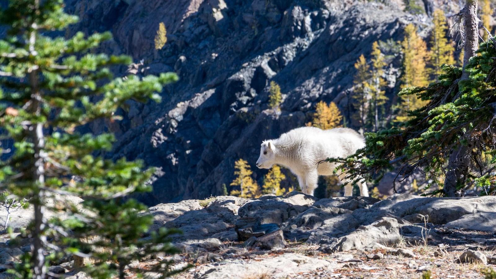 Holiday Campaign Hub wireframe overview