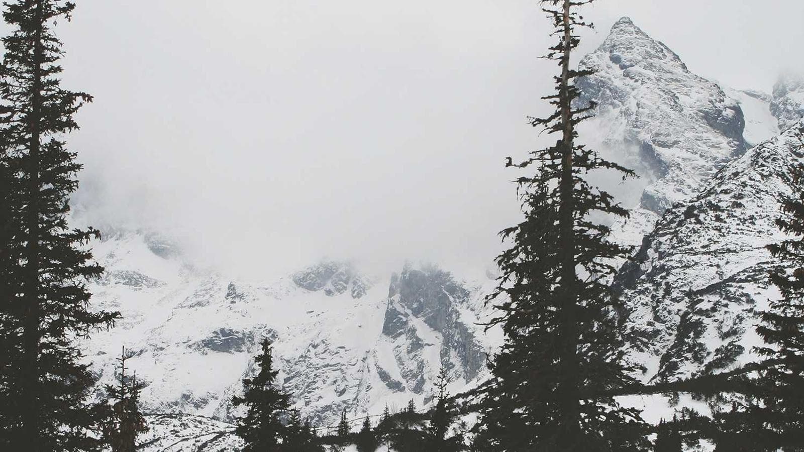 Reef Creator Platform inspiration visual