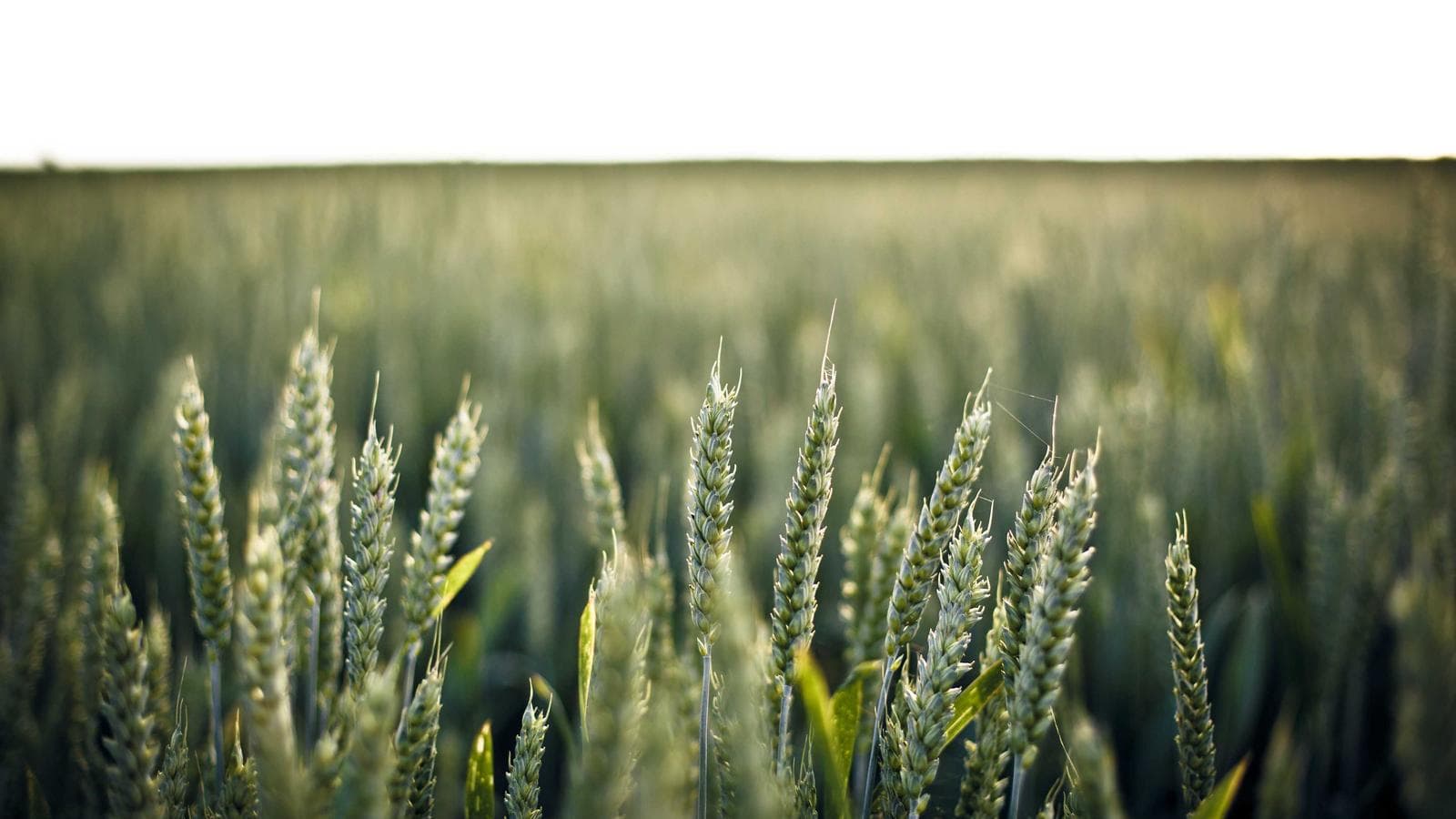 Reef Creator Platform wireframe overview